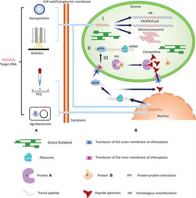 Development of chloroplast transformation and gene expression regulation technology in land plants